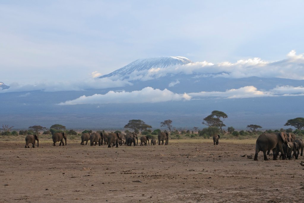 05-Elephants, at sunset on the way to the foot of the Kilimanjaro.jpg - Elephants, at sunset on the way to the foot of the Kilimanjaro